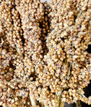 Weißes Sorghum